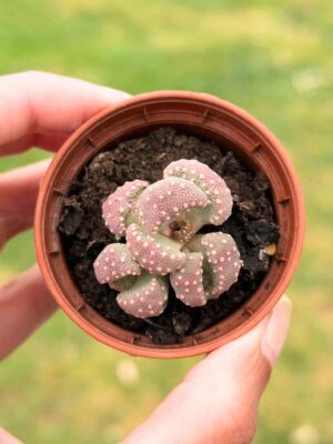 Aloinopsis Luckhoffii 5,5