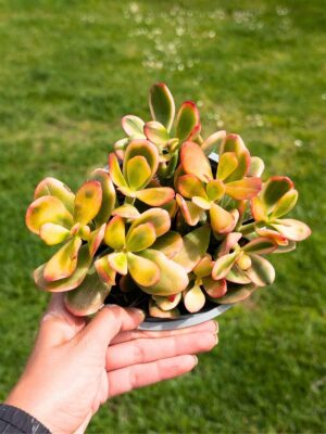 Crassula Hummel’s Sunset 13