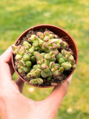 Crassula Rupestris var. Monticola 8,5