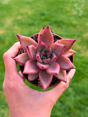 Echeveria Agavoides Taurus 8,5
