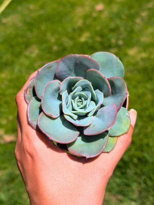 Echeveria Atlantis 8,5