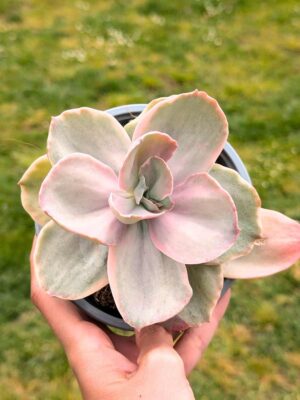 Echeveria Decora