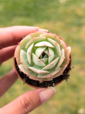 Echeveria Gloria 5,5