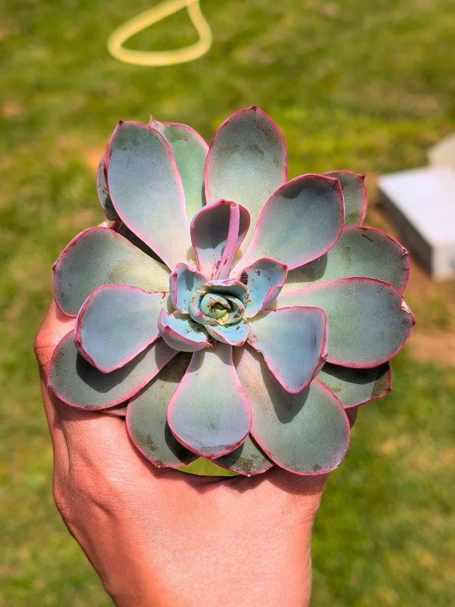 Echeveria Hera 8,5