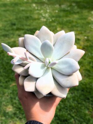 Echeveria Laon 13