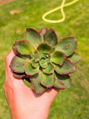 Echeveria Liz 8,5