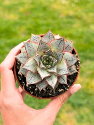 Echeveria Purpusorum White Form 8,5