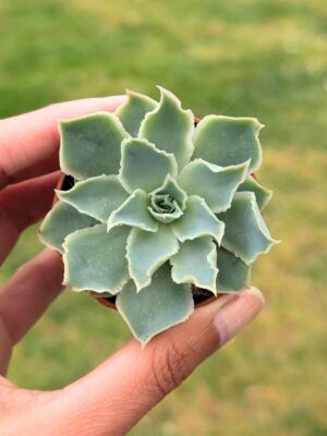 Echeveria Simulans 5,5