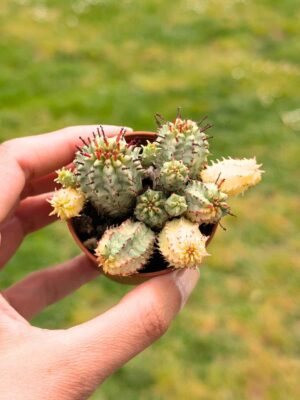 Euphorbia Mammillaris variegata