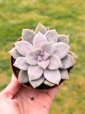 Graptopetalum Superbum 8,5