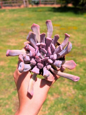 Graptoveria Lilac Spoons 8,5