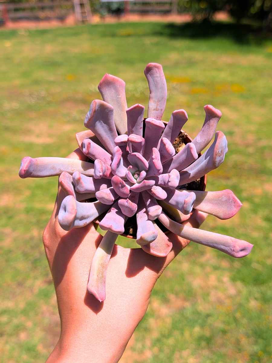 Graptoveria Lilac Spoons 8,5