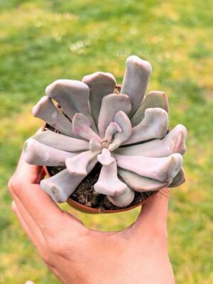 Graptoveria Lilac Spoons 8,5