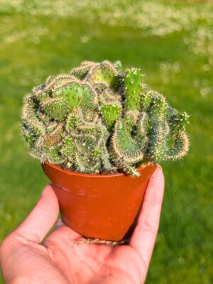 Mammillaria Elongata Cristata 8,5
