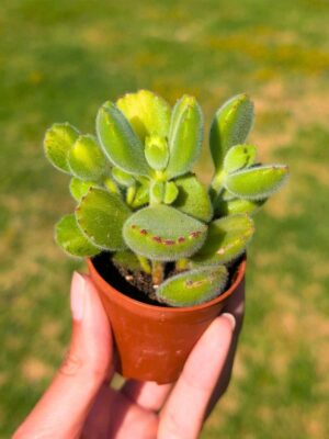Cotyledon Tomentosa Lemon Lime 5,5