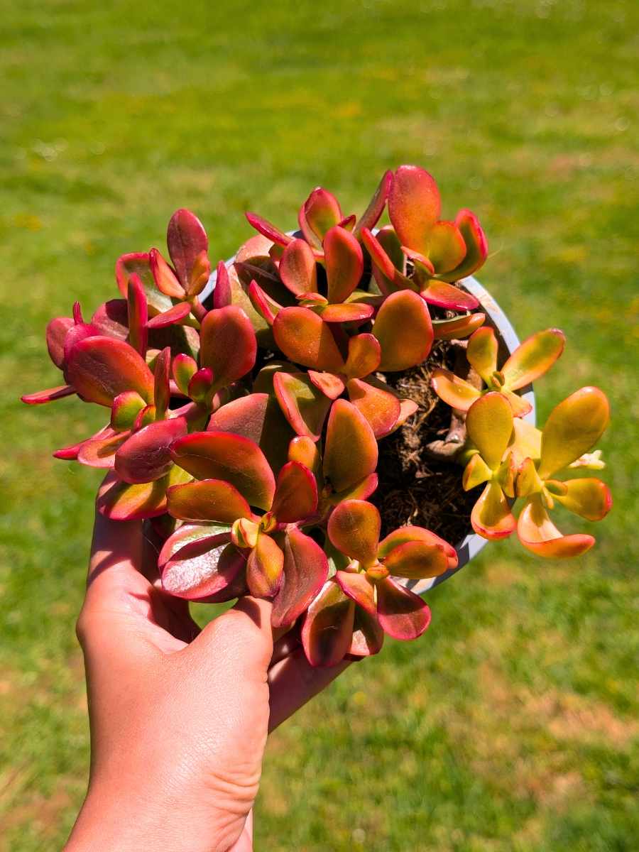 Crassula Hummel’s Sunset 13