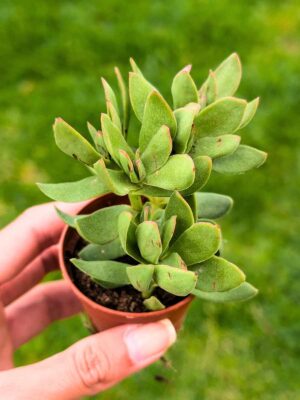 Crassula Moneymaker 5,5