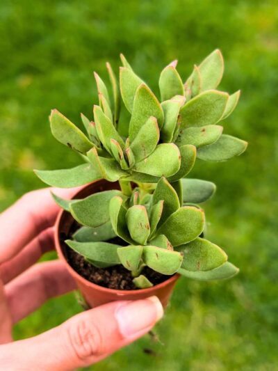 Crassula Moneymaker 5,5