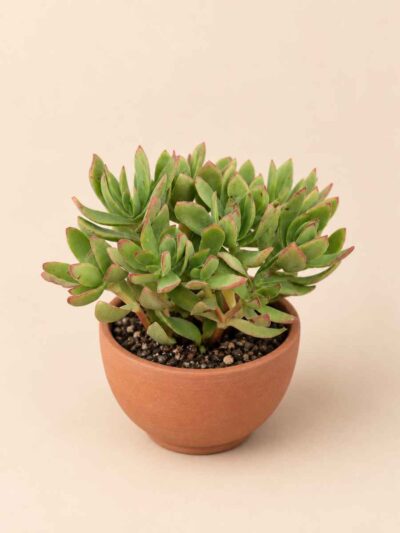Crassula Moneymaker 5,5 lateral
