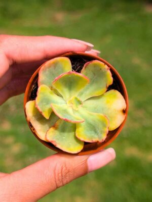 Echeveria Enfant Variegata 5,5