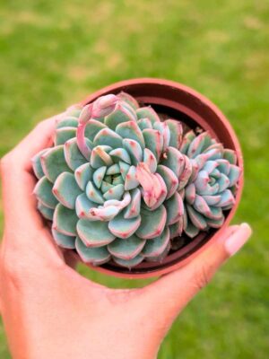 Echeveria Morado 8,5