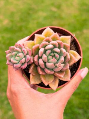 Graptoveria Melody 8,5
