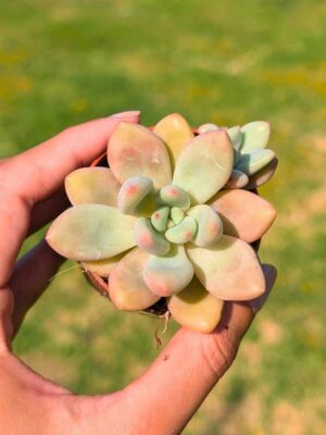 Graptoveria Pink Donna 5,5