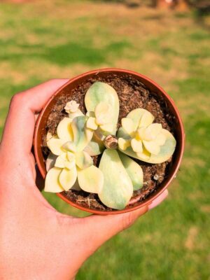 Graptoveria Titubans variegata 8,5
