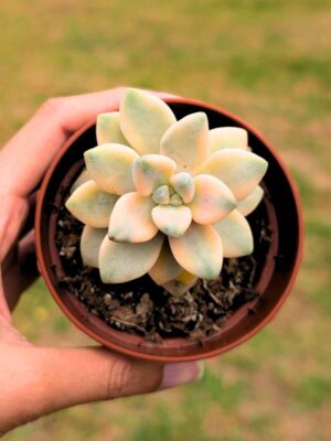 Graptoveria Titubans variegata 8,5