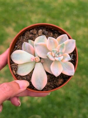 Graptoveria titubans variegata 8,5