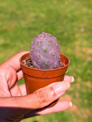 Tephrocactus Geometricus 5,5