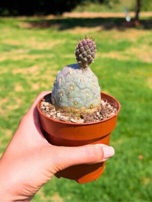 Tephrocactus Geometricus 8,5