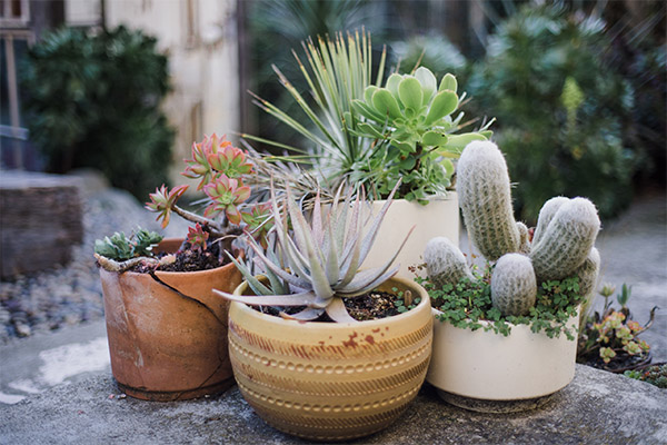 Suculentas en un vivero