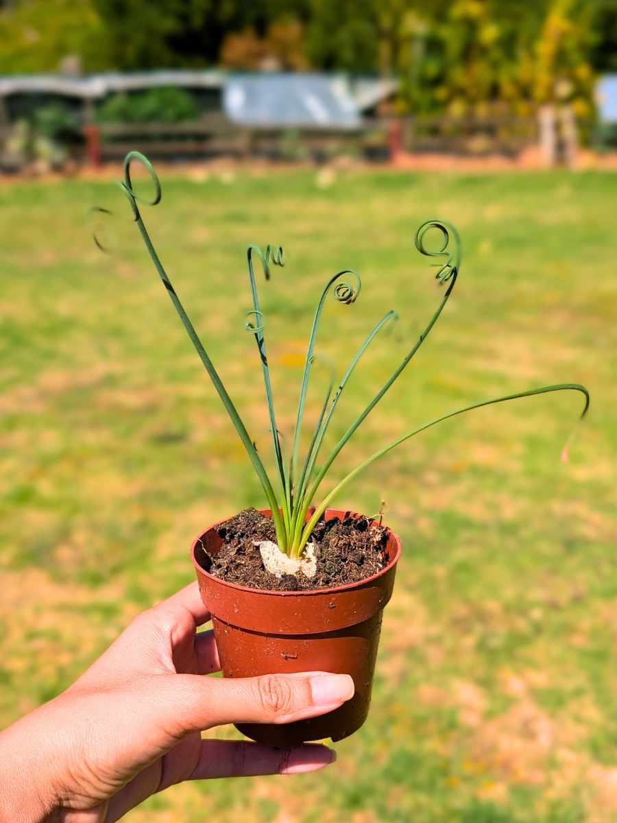 Albuca Spiralis 8,5
