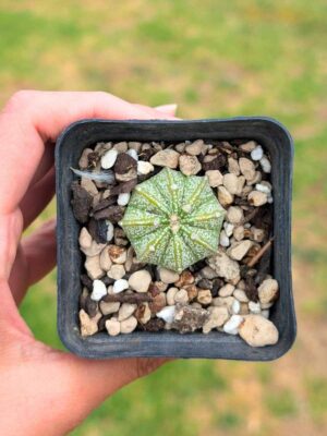 Astrophytum Capricorne 5,5