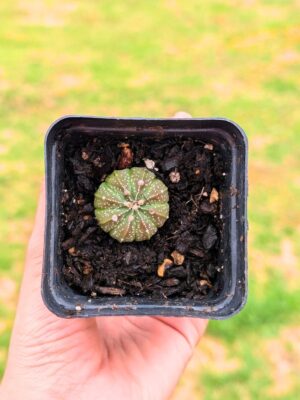 Astrophytum Co-As 5,5