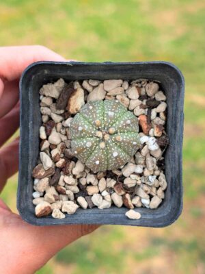 Astrophytum Co-As 5,5