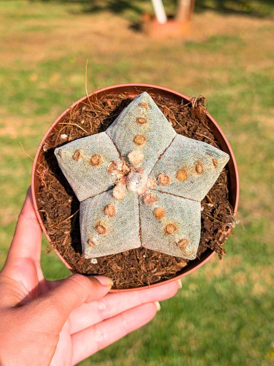 Astrophytum Myriostigma 13