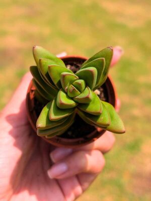 Crassula Ben 5,5