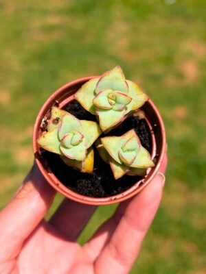 Crassula Perforata 5,5