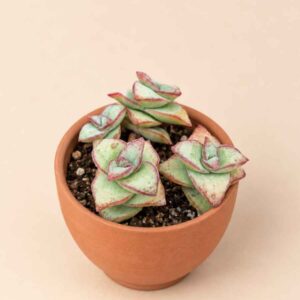 Crassula Perforata 5,5 lateral
