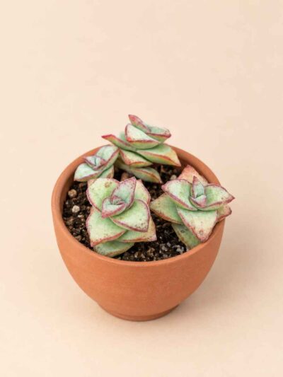 Crassula Perforata 5,5 lateral