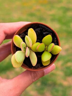Crassula Swaziensis 5,5