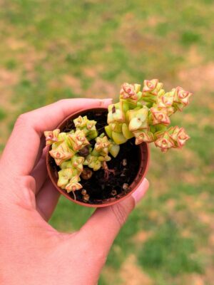 Crassula Tom Thumb 5,5