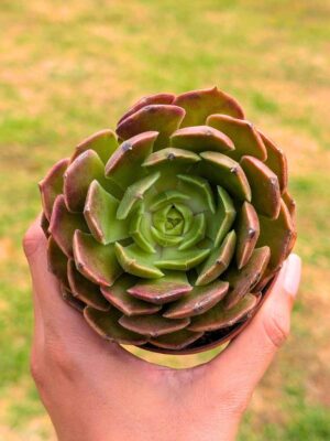 Echeveria Brown Rose