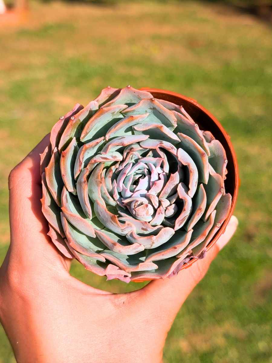 Echeveria Fire Pinky 8,5
