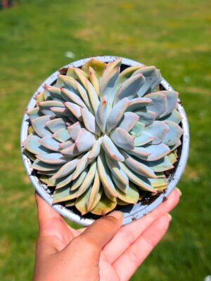 Echeveria Hercules Dupla