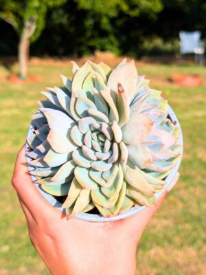 Echeveria Hercules Cristata 13