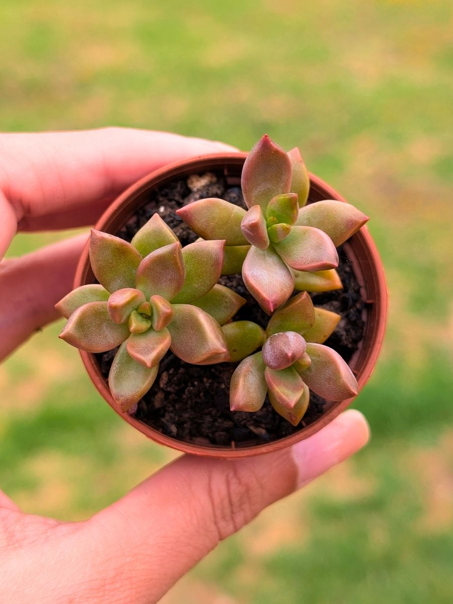 Graptosedum Vera Higgins 5,5