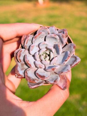Graptoveria Lulu 5,5